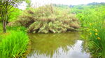 公园风景素材  湖岸美景 池塘