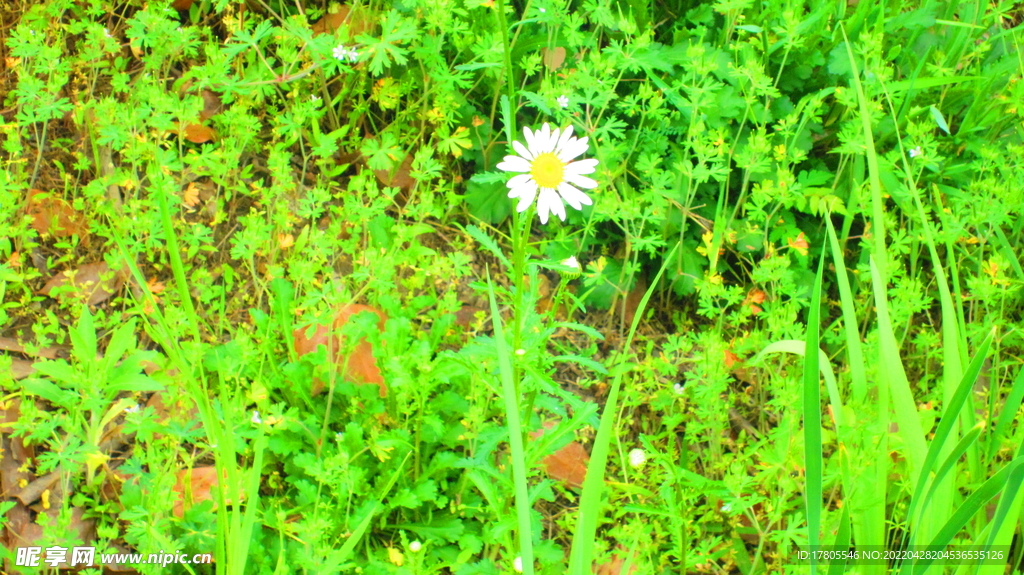 花卉 西洋 大滨菊 头状花序 