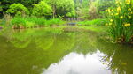公园风景素材  湖岸美景 池塘
