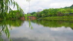 柳条树枝 垂钓素材  公园风景