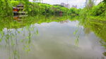 柳条树枝 垂钓素材  公园风景