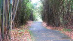 公园风景素材 竹林美景 路边景