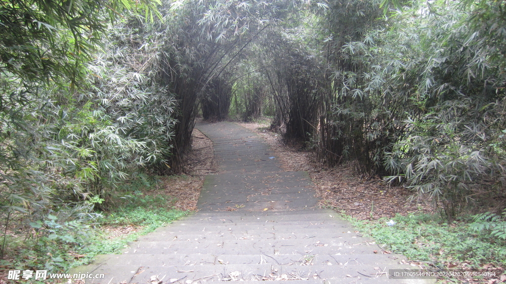 公园风景素材  竹林美景