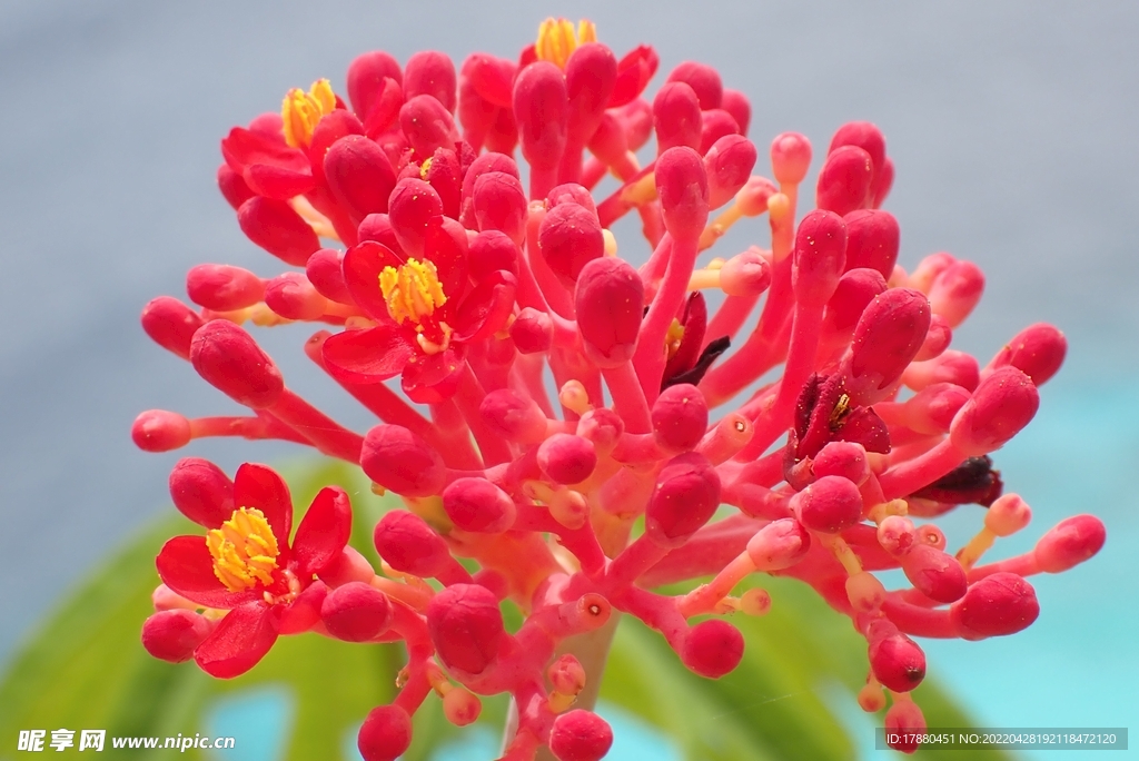 花卉