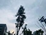 雨过晴天