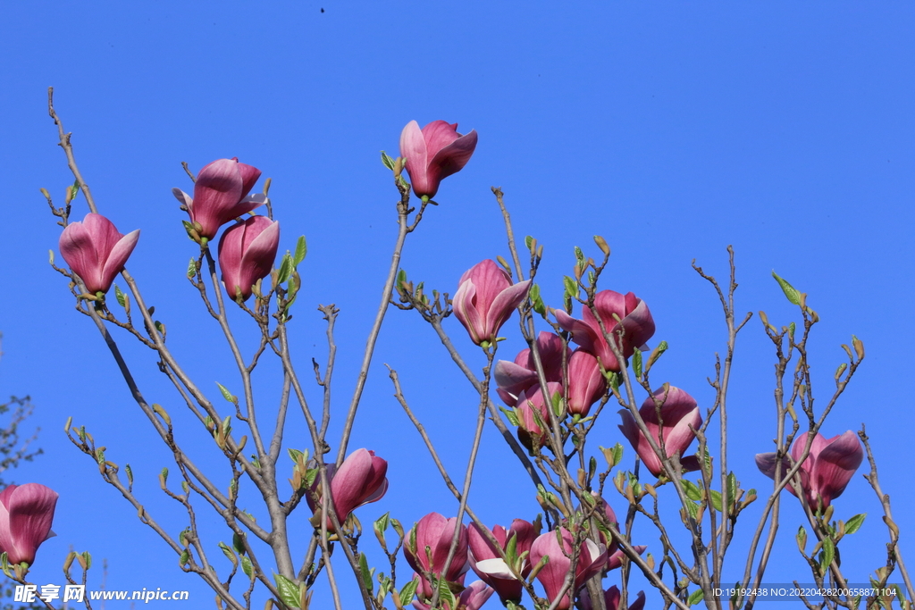 玉兰花 