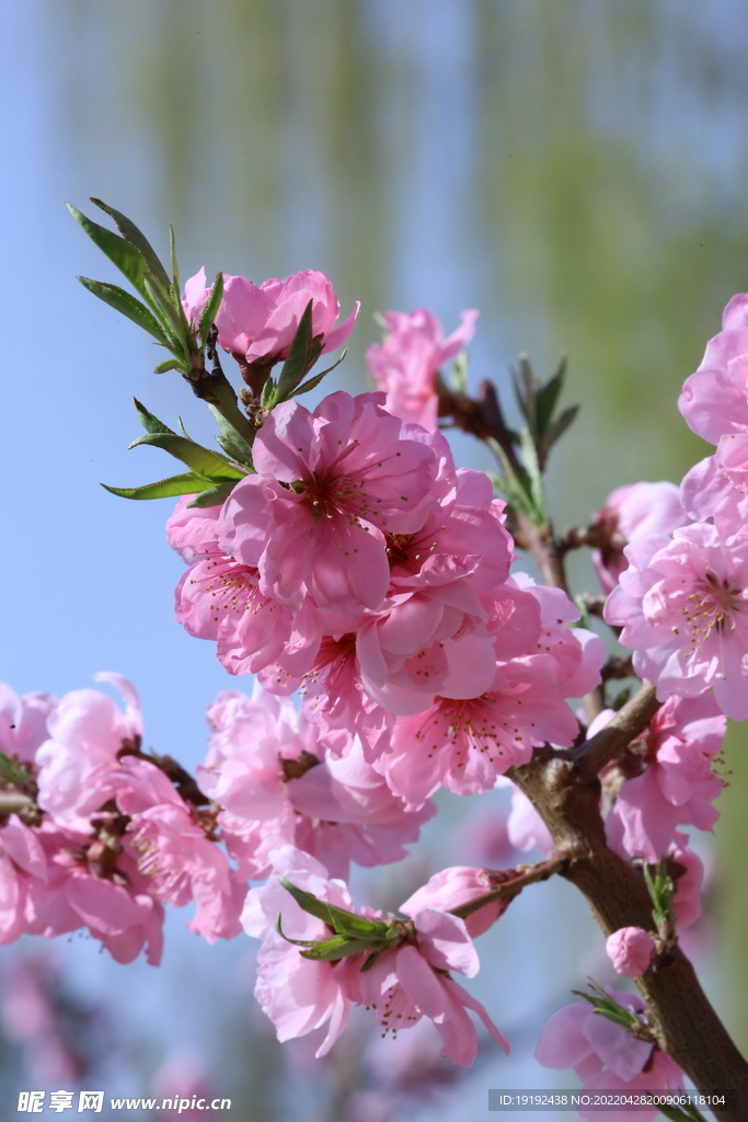碧桃花