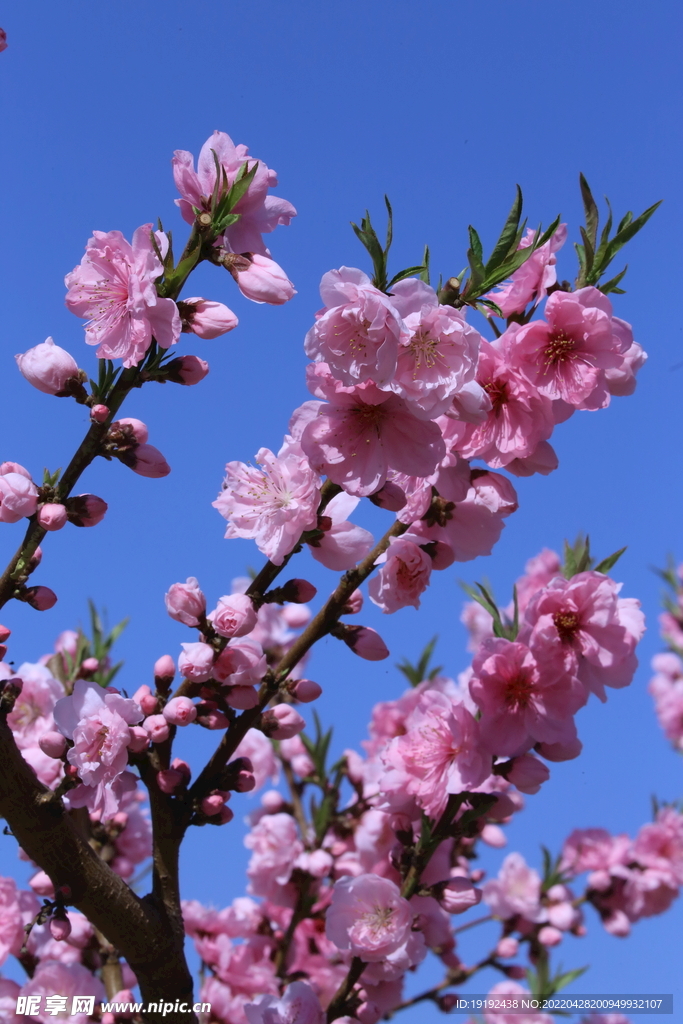 碧桃花 