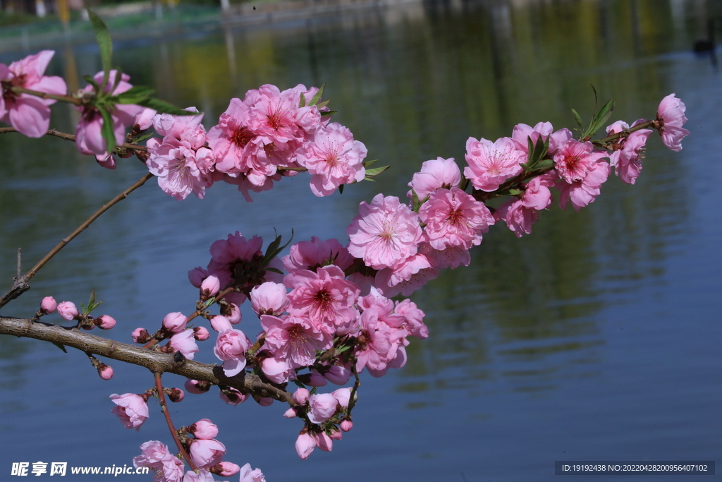 碧桃花 