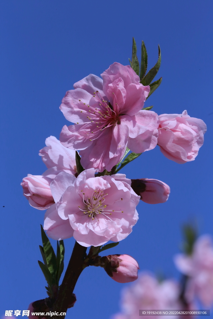 碧桃花