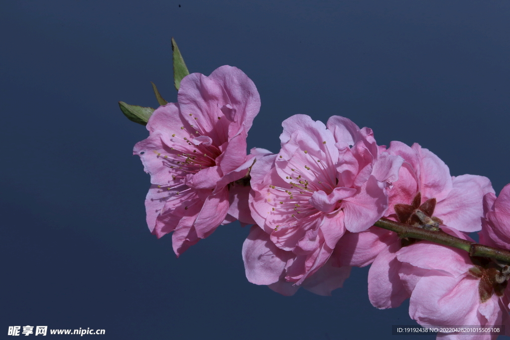 碧桃花