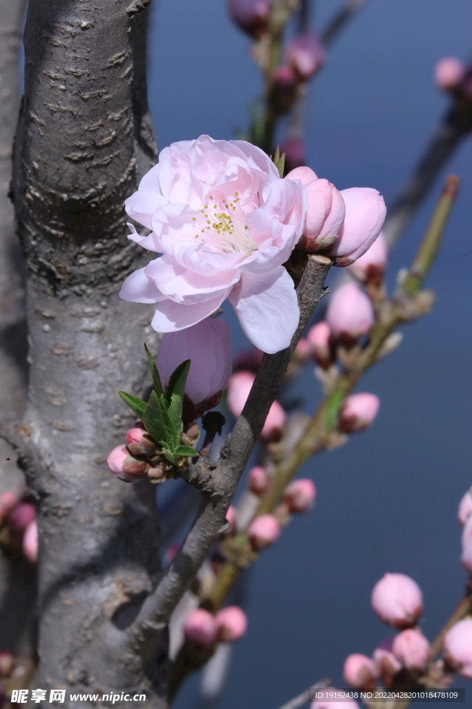 碧桃花