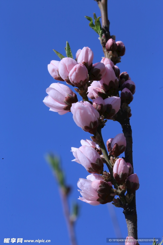 碧桃花