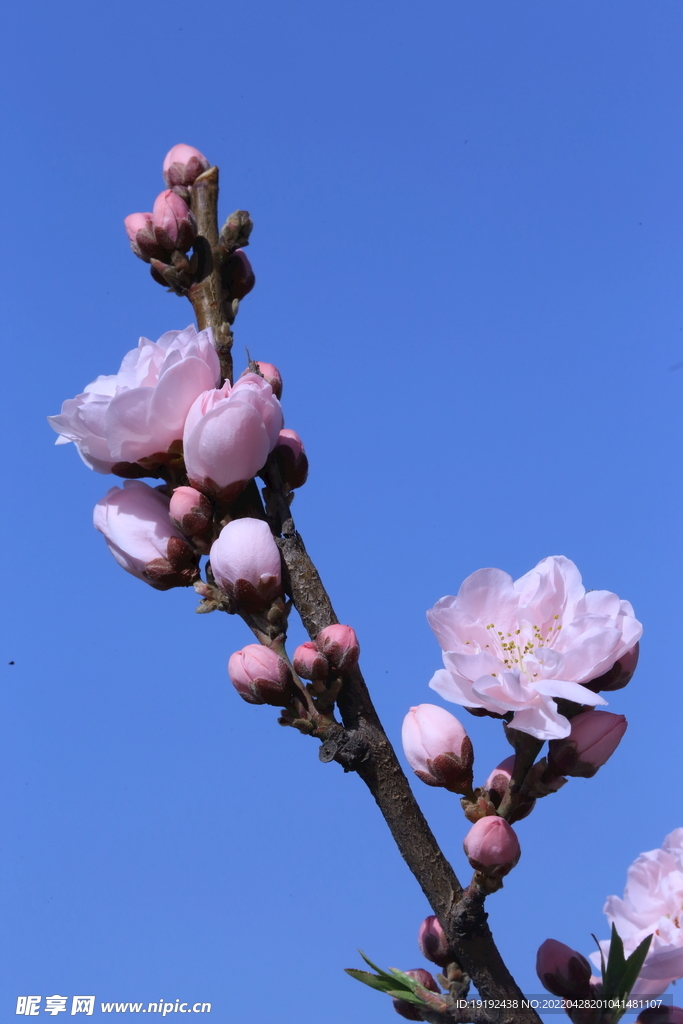 碧桃花