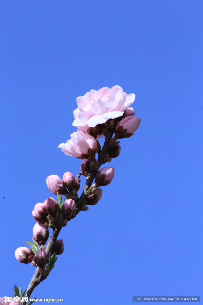 碧桃花 