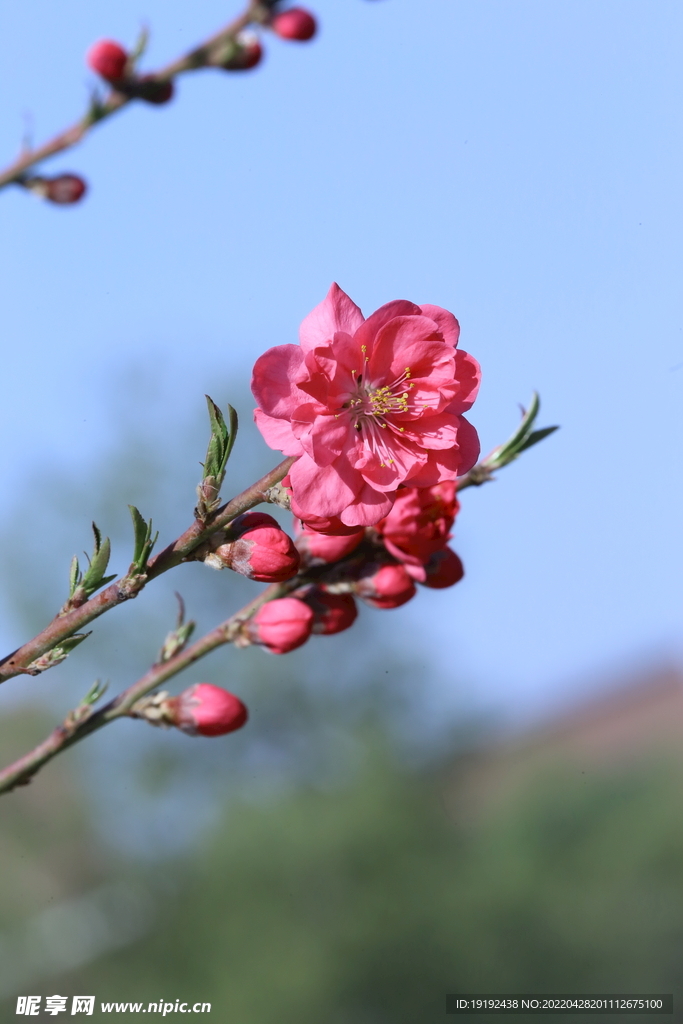 碧桃花