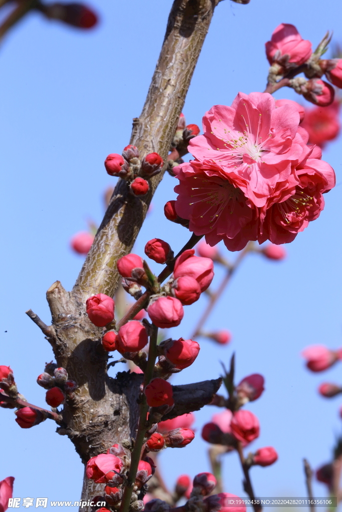 碧桃花