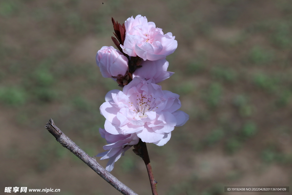 碧桃花 