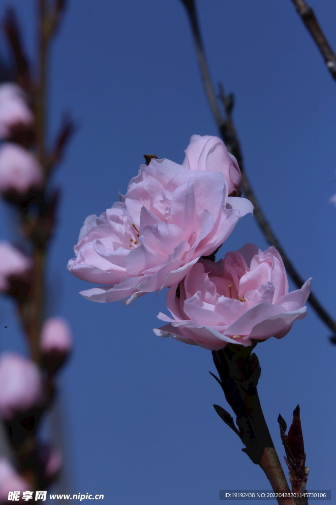 碧桃花