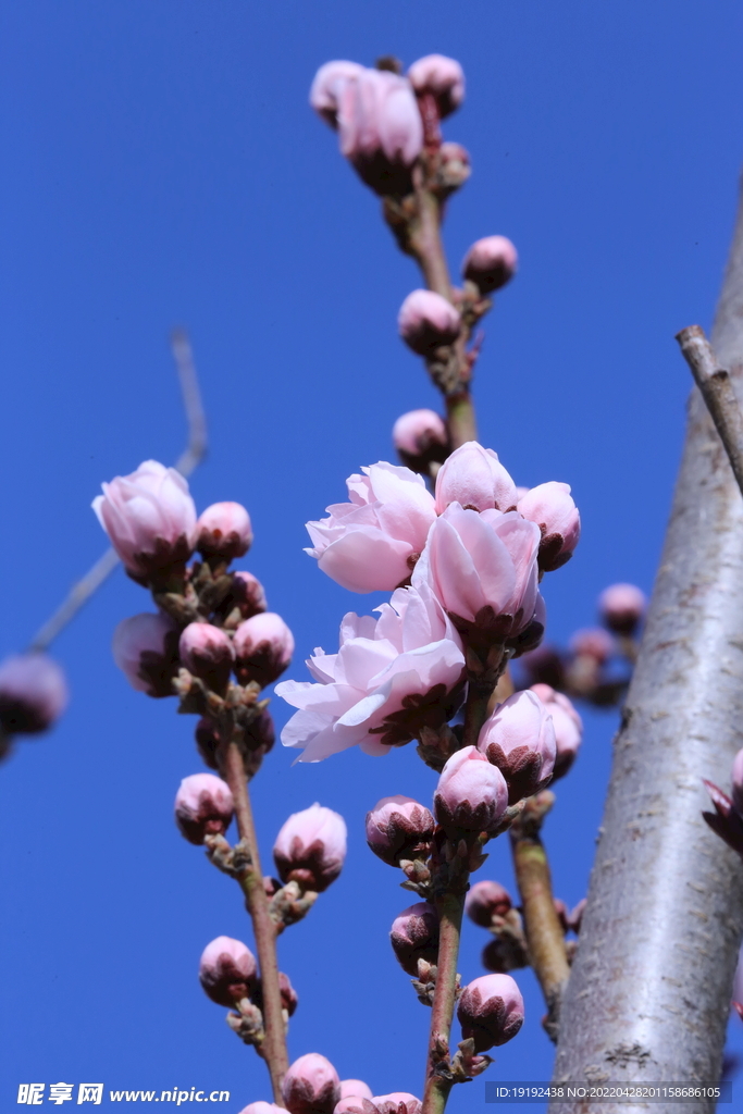 碧桃花 