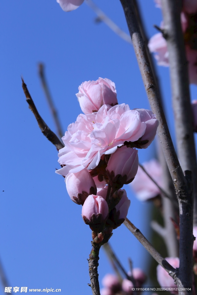 碧桃花