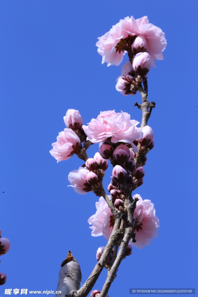 碧桃花