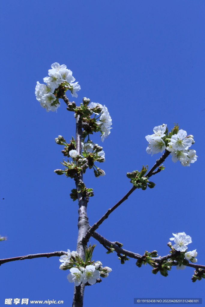 樱桃花 