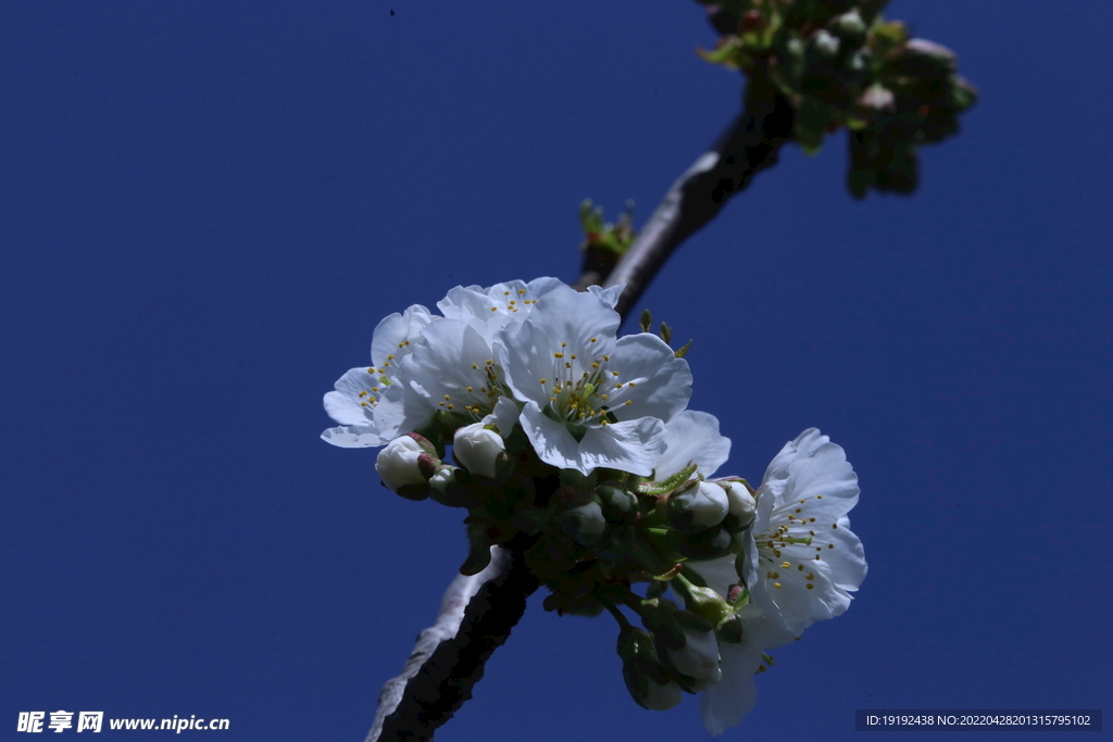 樱桃花 