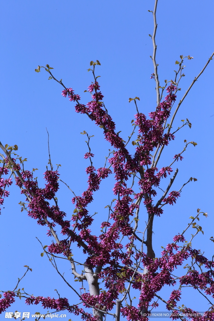 紫荆花 