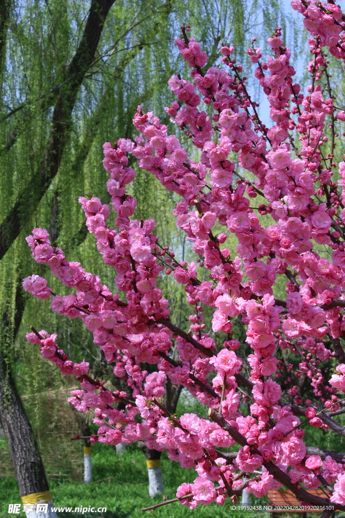 榆叶梅 