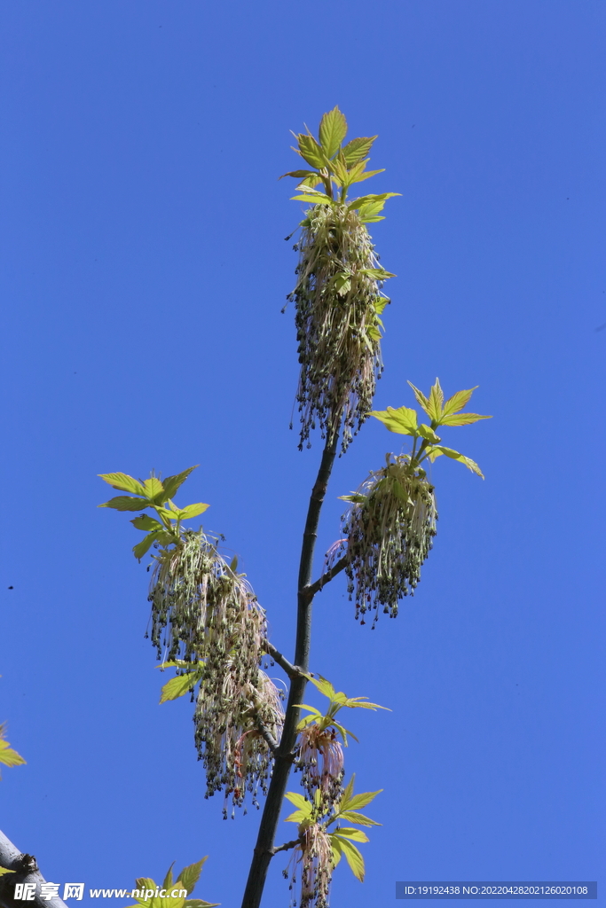 白蜡树花 