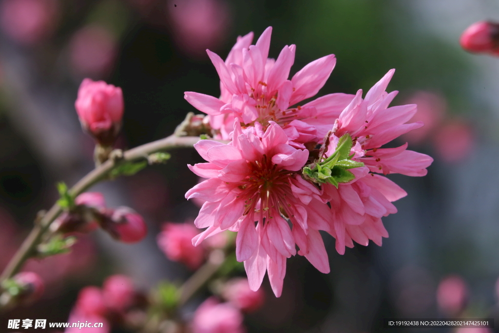 菊花桃