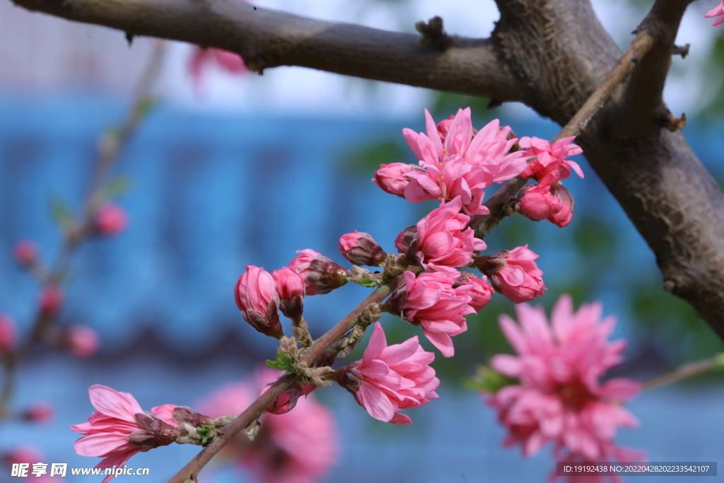 菊花桃 