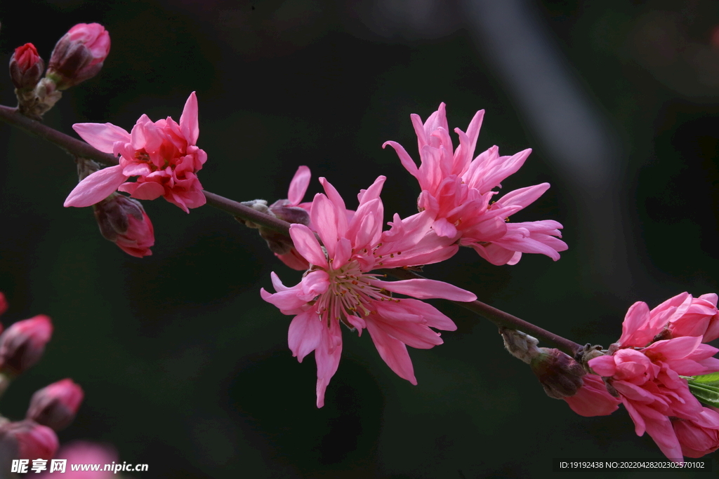 菊花桃 