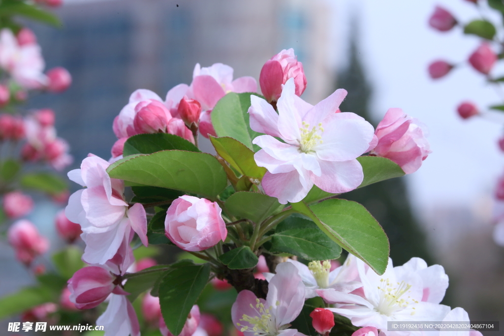 西府海棠花 