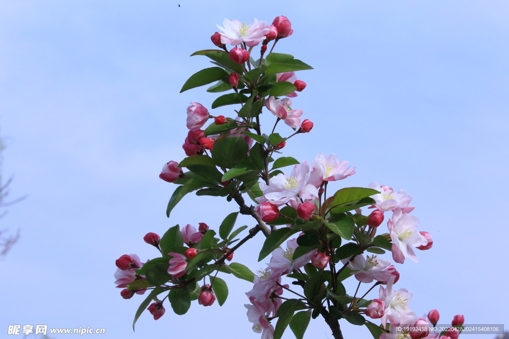 西府海棠花 
