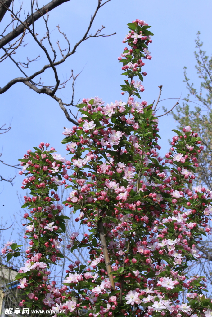 西府海棠花 