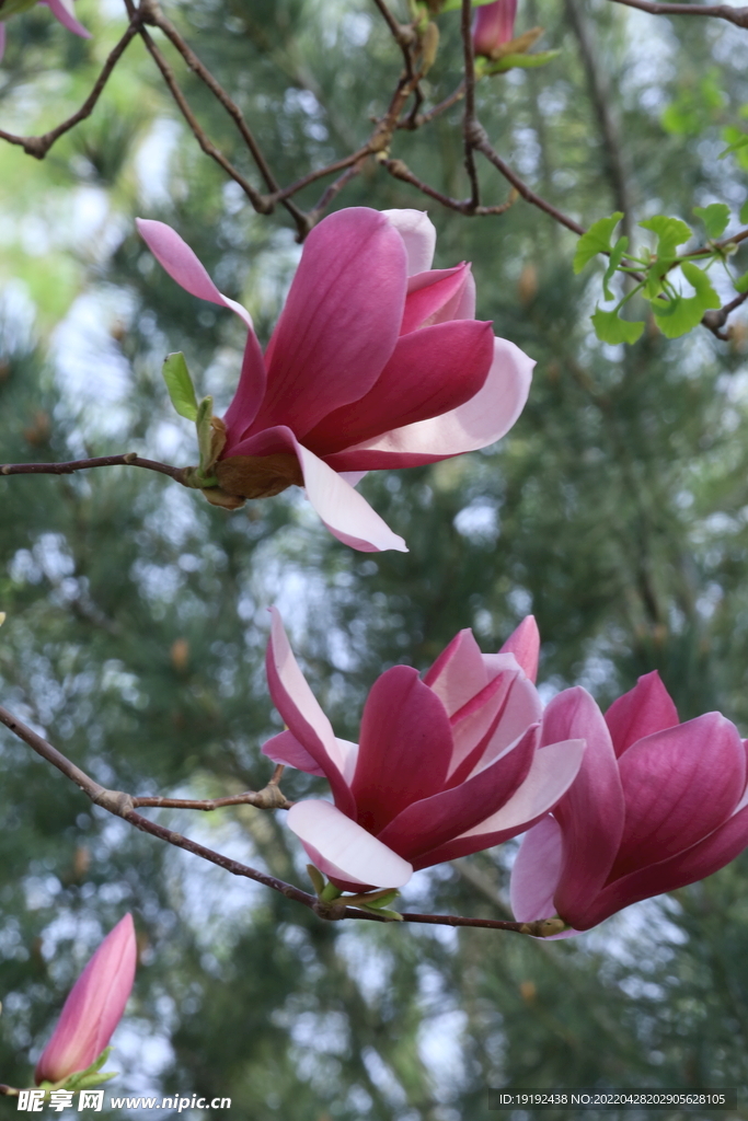 玉兰花