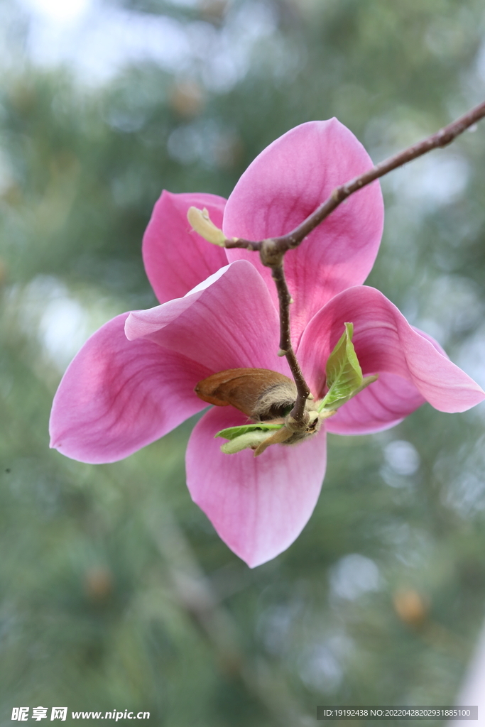 玉兰花