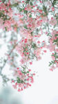 鲜花