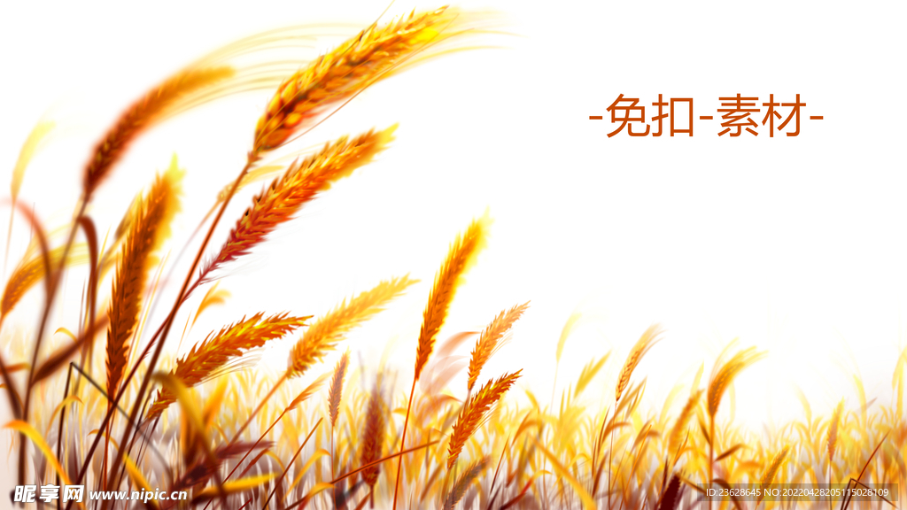 小麦免扣素材黄色麦穗PNG素材