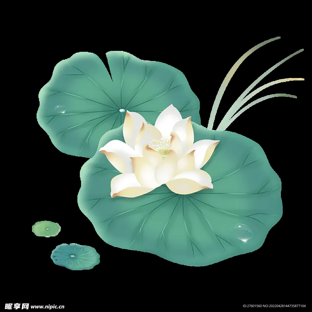 荷花