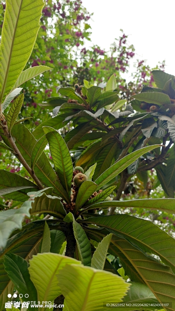 绿色植物