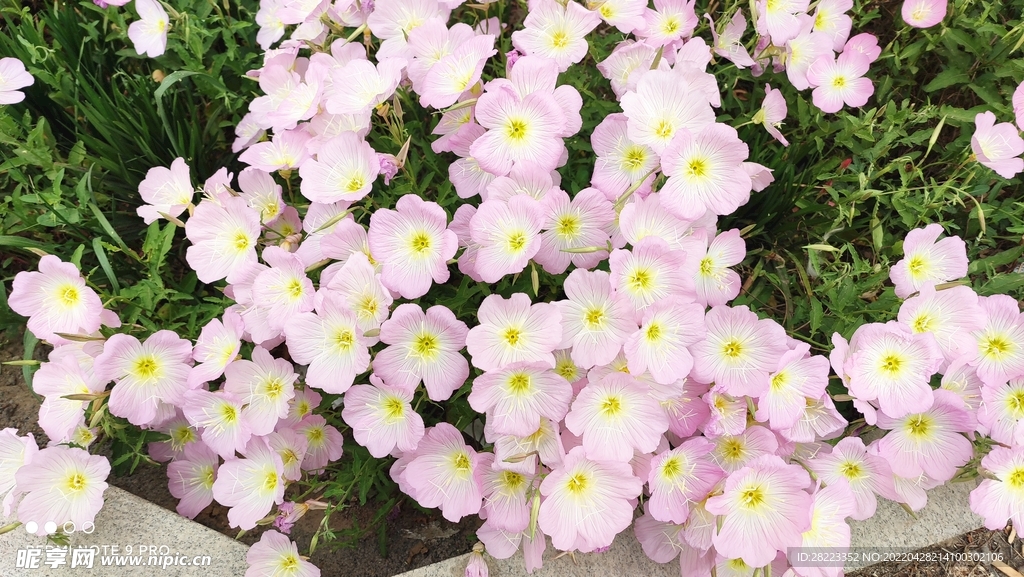 粉色花朵摄影图片