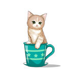 茶杯猫            