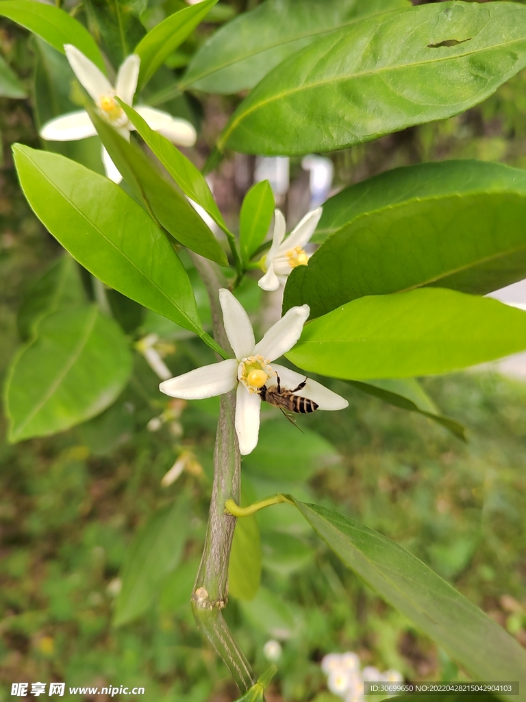 蜜蜂的姿态