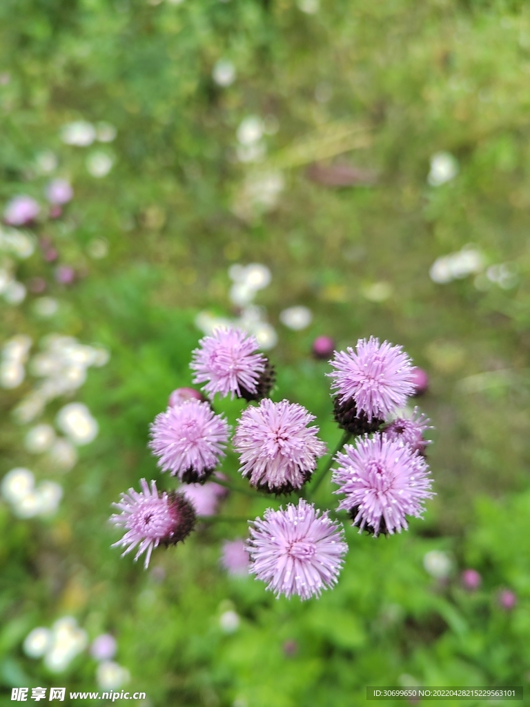 紫花正面