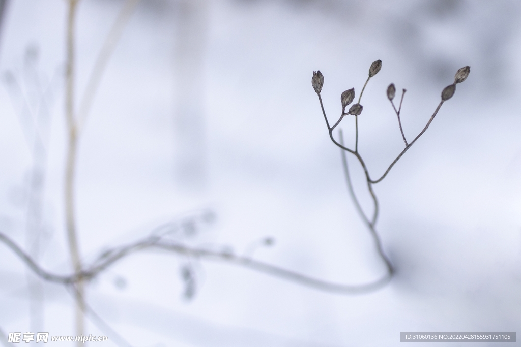 雪