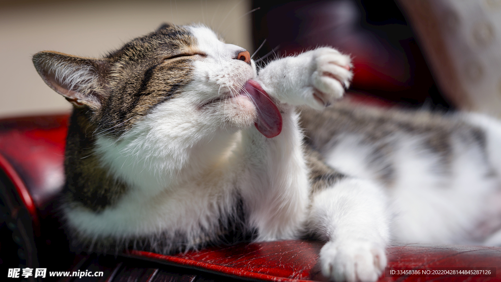 猫 