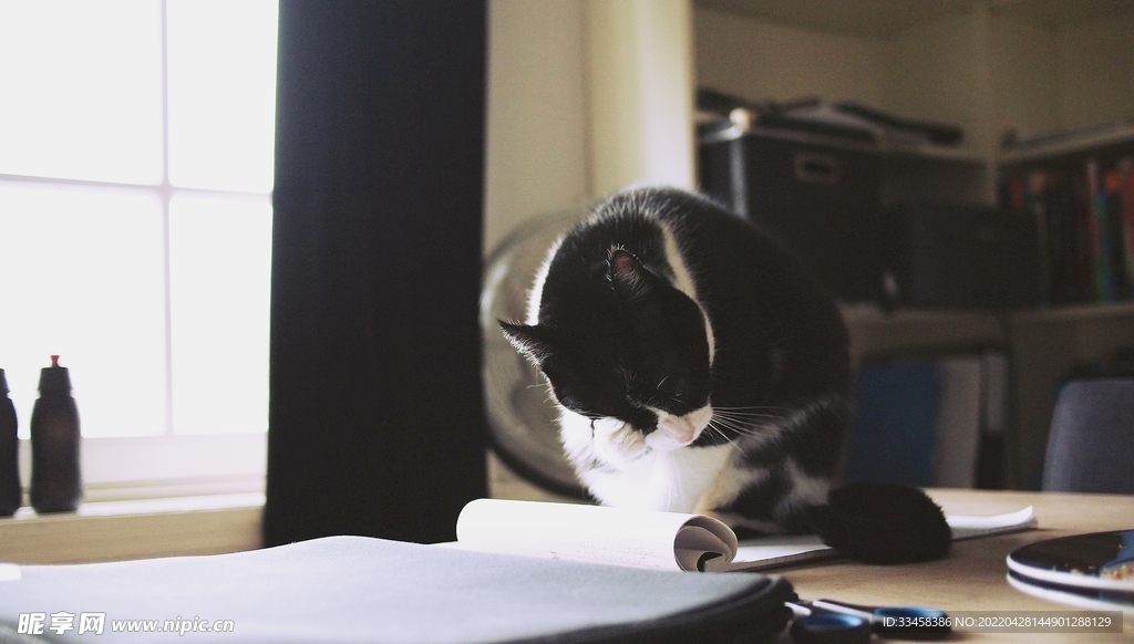 猫 